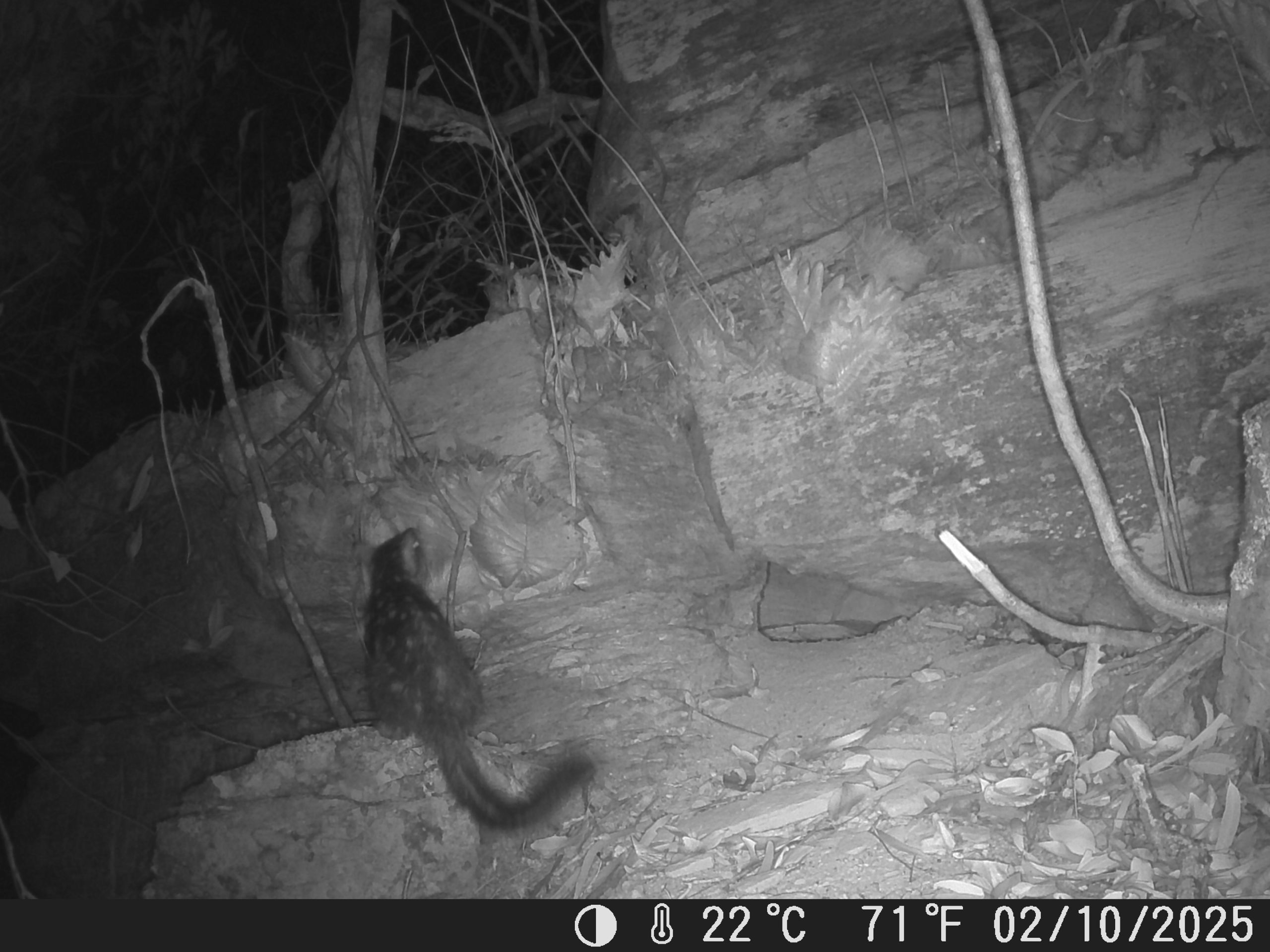 A northern quoll seen on a camera trap at Piccaninny Plains Wildlife Sanctuary. A northern quoll seen on a camera trap at Piccaninny Plains Wildlife Sanctuary.